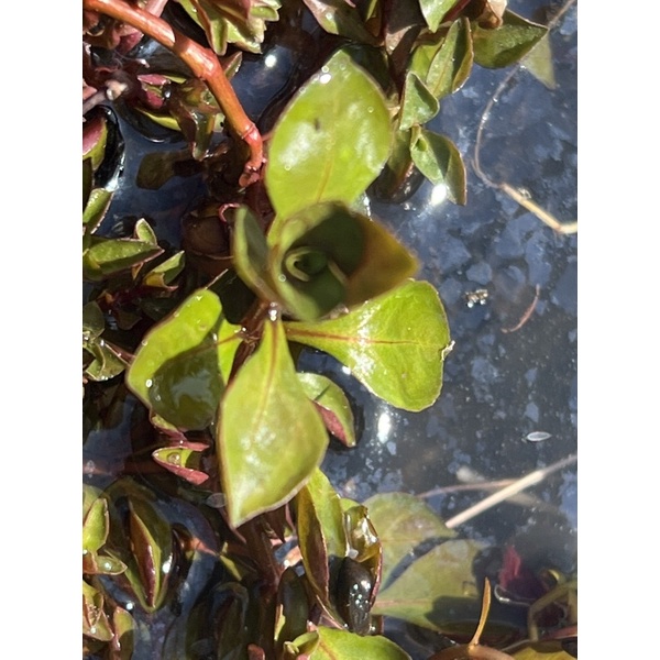 圓葉葉底紅 水上葉出貨 元10株紅色水草系列 蝦皮購物