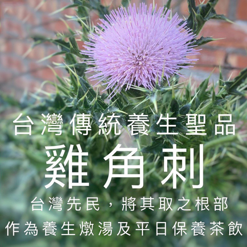 免運 台灣珍寶茶台灣國寶雞角刺茶健康養生茶雞鵤刺茶朝鮮薊茶玉山薊茶朝鮮薊草本植物茶包 蝦皮購物