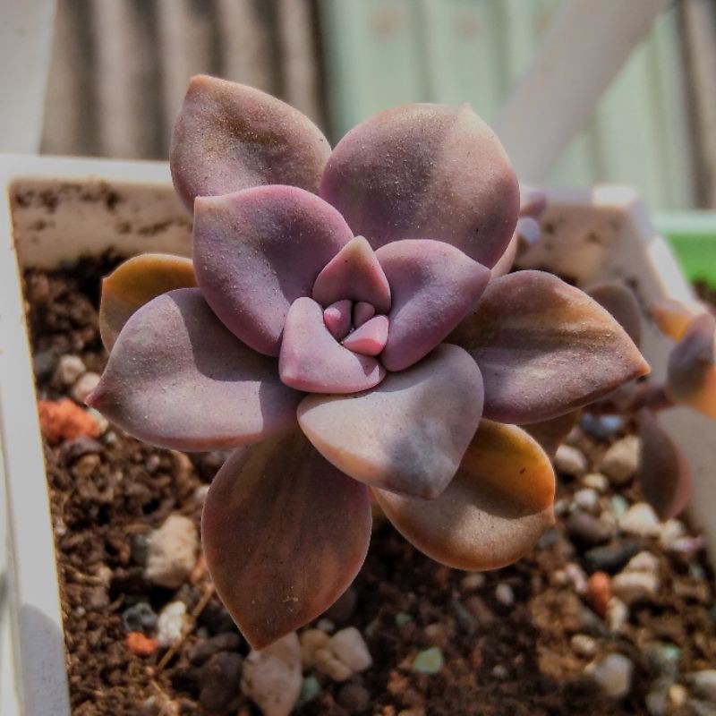 多肉植物紫色喜悅錦側芽頂芽 蝦皮購物