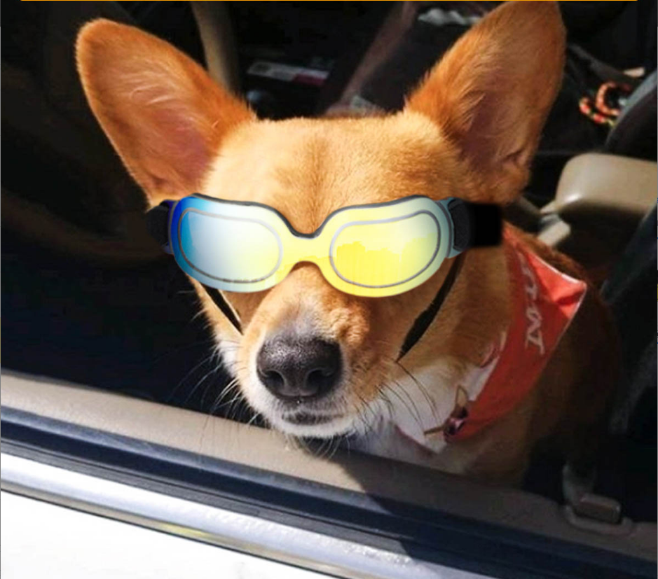 犬眼鏡 優惠推薦 21年4月 蝦皮購物台灣
