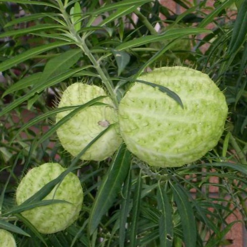 唐棉種子 風船唐棉 汽球唐棉 本地生產超好發芽 無農藥栽種 高級花材 可預約 蝦皮購物