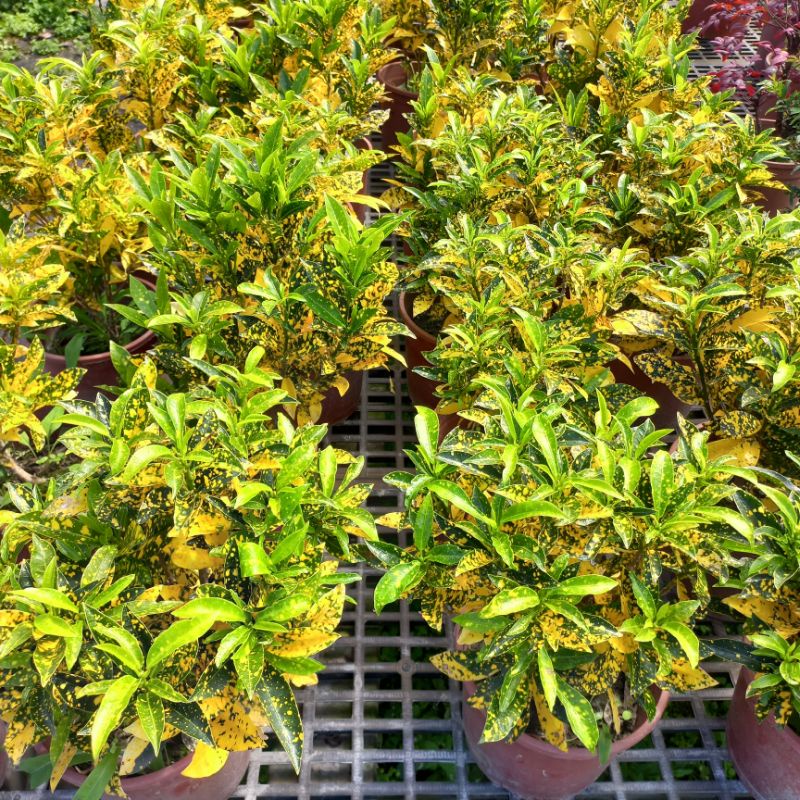 撒金變葉木的價格推薦 - 2022年7月| 比價比個夠BigGo