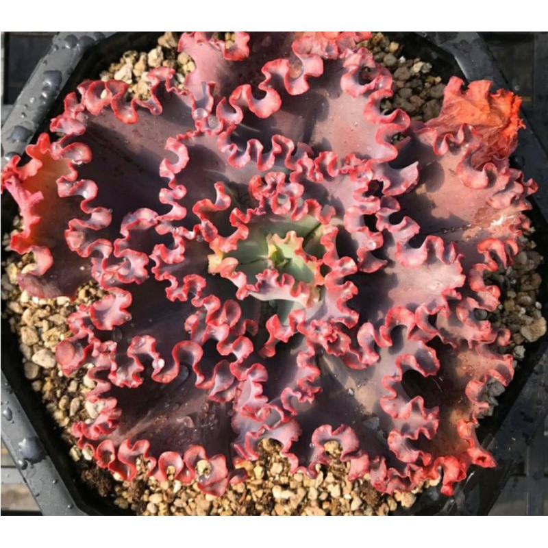捲葉多肉植物赤色風暴種植於四寸盆 蝦皮購物