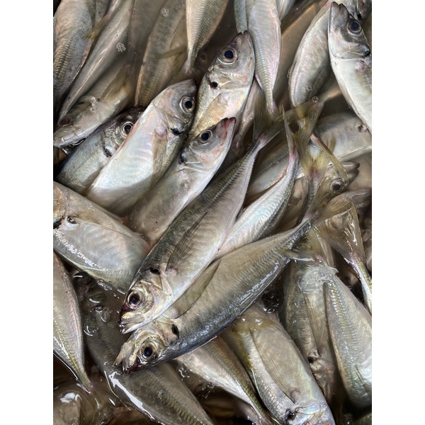 藍海鮮漁-大溪漁港每日現撈「竹莢魚」