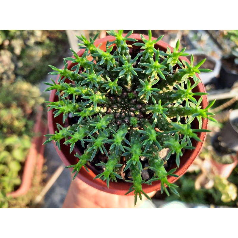 多肉大戟科塊根植物／孔雀丸Euphorbia flanaganii／玉芬花藝設計