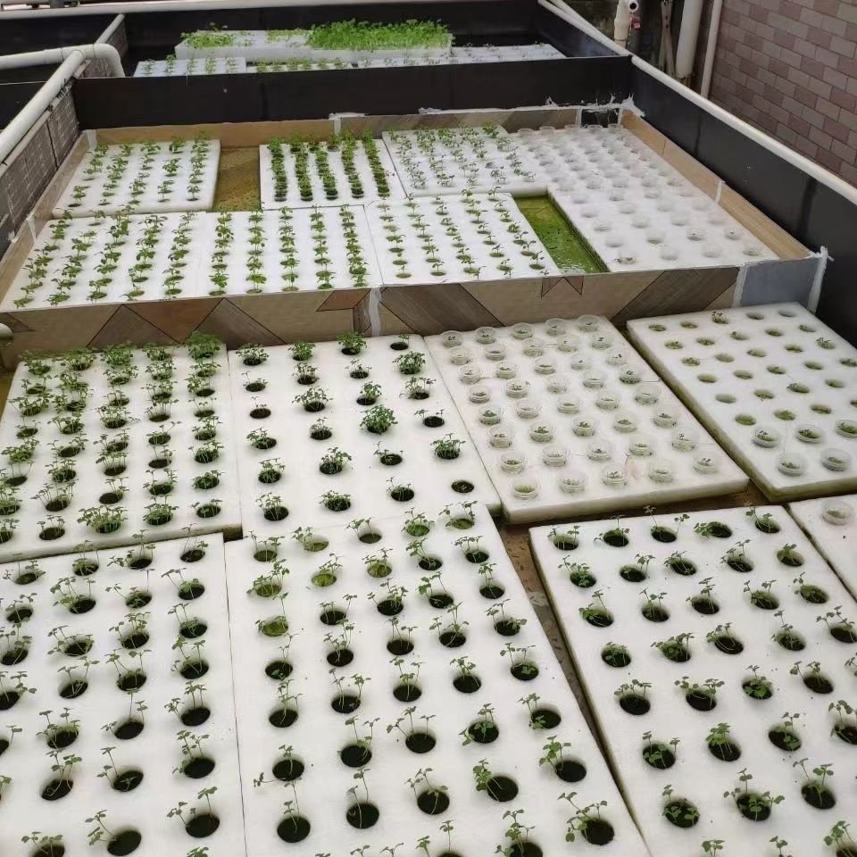 40孔水上種植漂浮板水培蔬菜定植板溫室無土栽培設備水耕種菜浮床