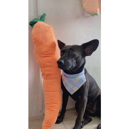 嘿唷拔蘿蔔🥕現貨🥕台灣出貨🇹🇼 75cm大蘿蔔！大狗狗的玩具 蘿蔔玩具 狗玩具 寵物玩具 磨牙玩具 大狗玩具 紅蘿蔔