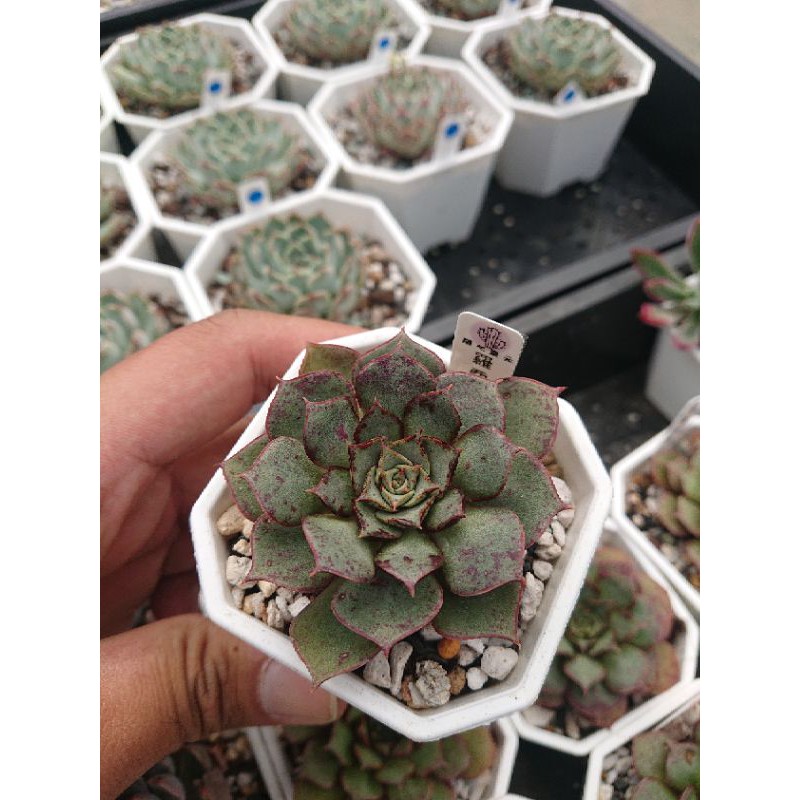 開心農元 種子 多肉植物種子羅西馬echeveria Longissima V Aztatlensis 蝦皮購物