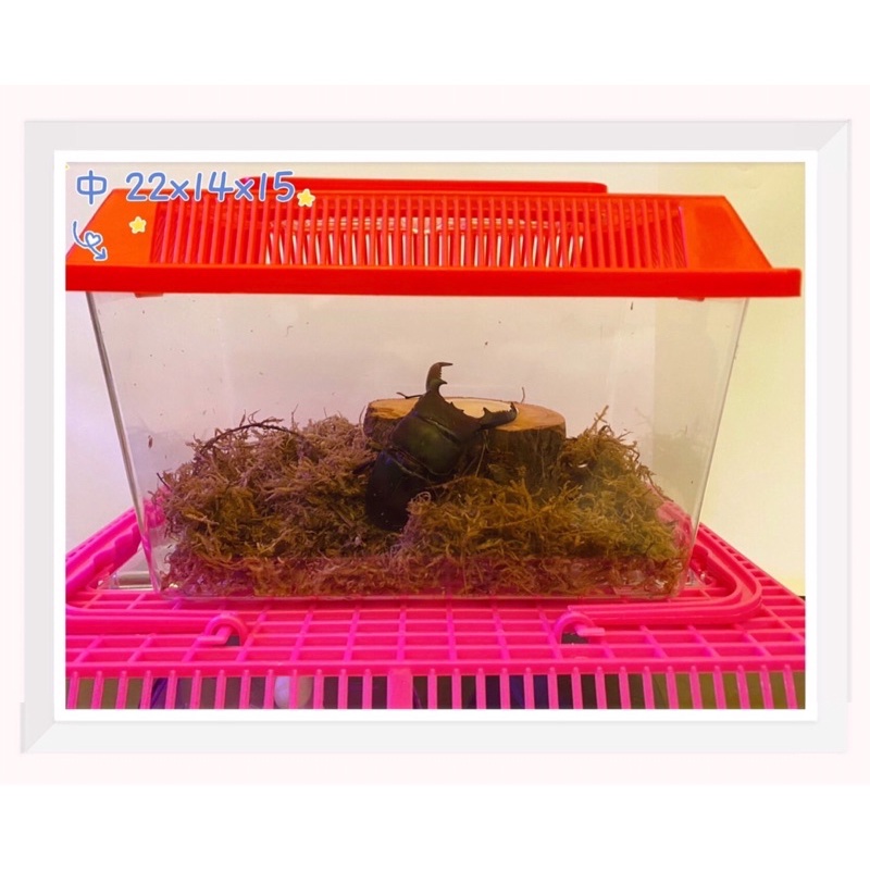 😇 高透明甲蟲 小寵物 爬蟲 鬥魚 烏龜飼養箱 手提箱（含蓋）🙌  🔥🔥蟲虫虫shop 💫