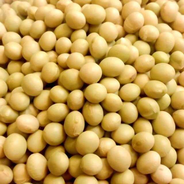 ｛豐｝糧行 綠晶黃豆(高雄美濃9號) 非基因改造 無毒栽種 600公克