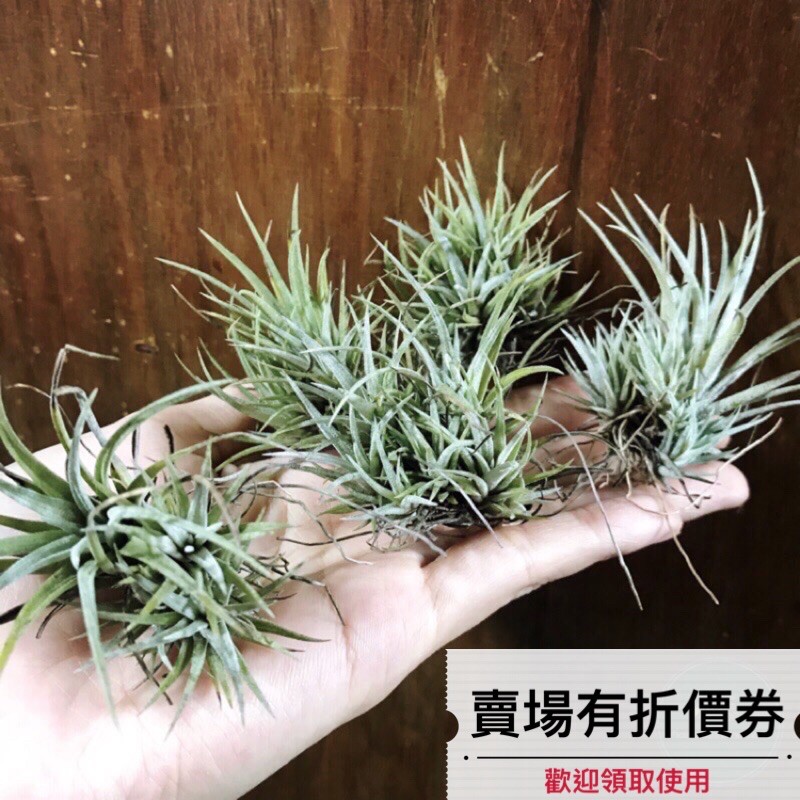 植藝-刺蝟 ✧小叢生✧ T. utriculata var. prengelii 尤利酷拉達變種 變異 空氣鳳梨 空鳳