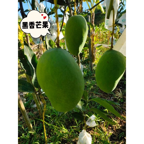 🎉現貨頂級 黑香芒果