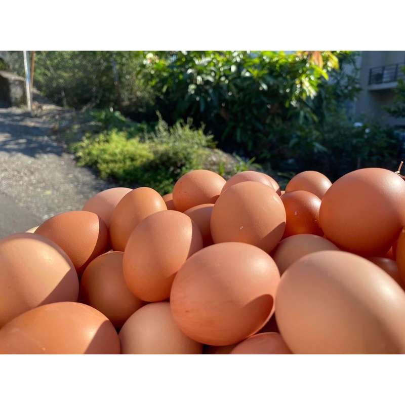 吳媽媽健康雞蛋-吃野草長大的紅殼養生雞蛋*新春優惠，2盒含運*