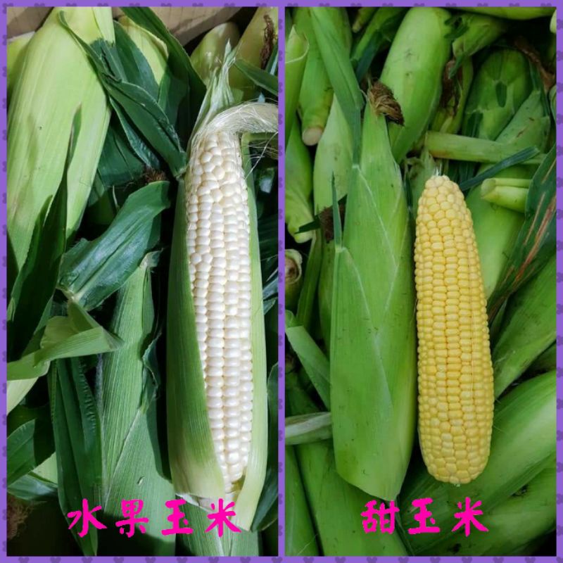 水果玉米5斤＋甜玉米5斤599元  農藥未檢出（優惠免運費）