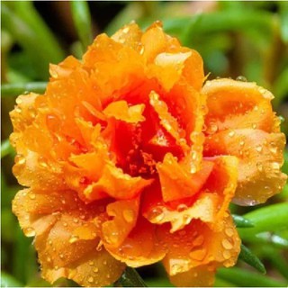 太陽花種籽 臺灣快速出貨 15款太陽花種子供您選購茜茜花圃限時特價 蝦皮購物