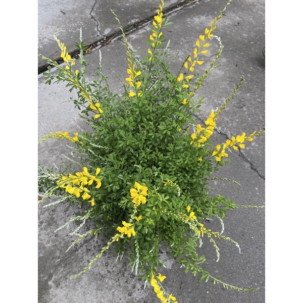 植悟誌の法國 金雀花金雀兒common Broom美不勝收 5吋或6吋盆高約60公分 蝦皮購物