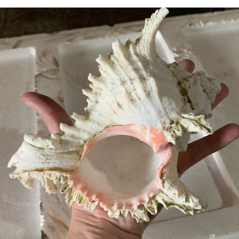 動力水族 貝殼造景卷貝魚黃金叮噹斑馬貝珍珠虎三湖慈鯛繁殖坦干伊喀湖 蝦皮購物