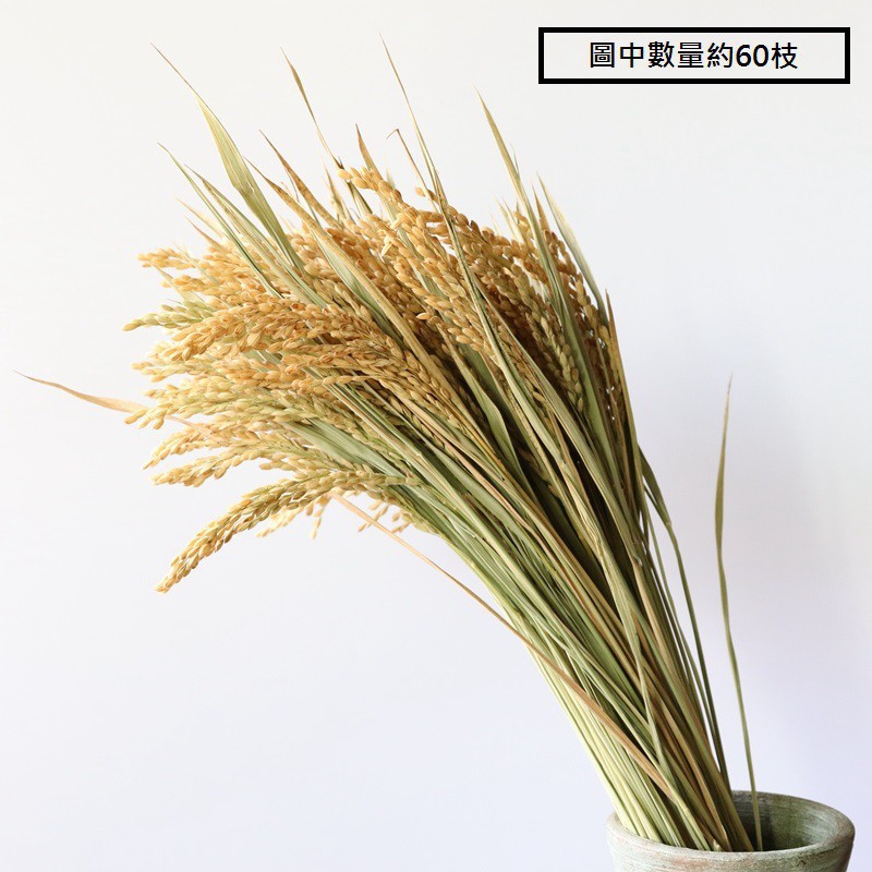 [小皮花坊]乾燥稻穗-道具居家花材乾燥花稻穗拜拜