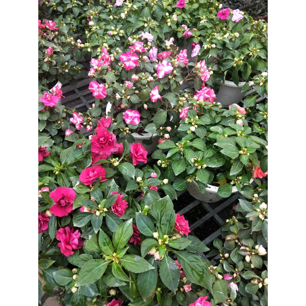 花園植物工坊 季節花卉 玫瑰鳳仙花 重瓣鳳仙花 隨機出貨 5吋 蝦皮購物