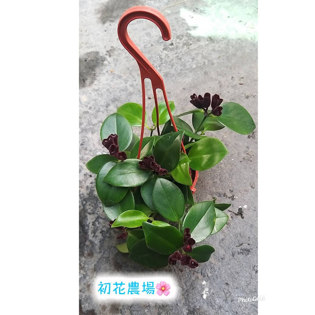 初花農場 大葉口紅花 半日照植物 3 5吋盆 買10送1 定價60特價40 蝦皮購物