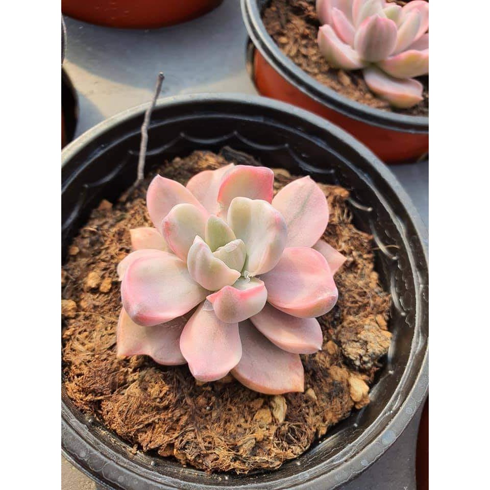 多肉石化的價格推薦 21年8月 比價比個夠biggo