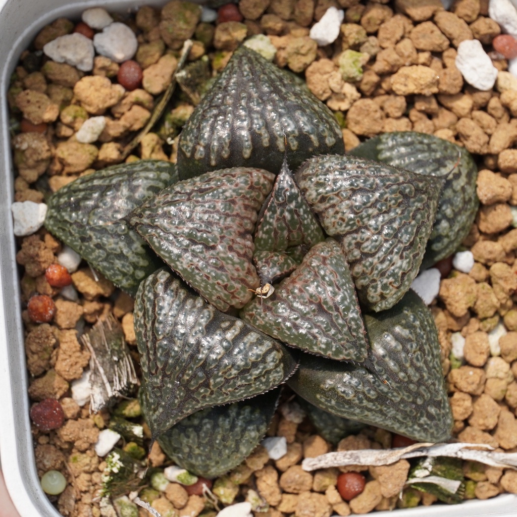 08.31 皮克大實生 百合科 Haworthia 多肉植物 詠詠多肉