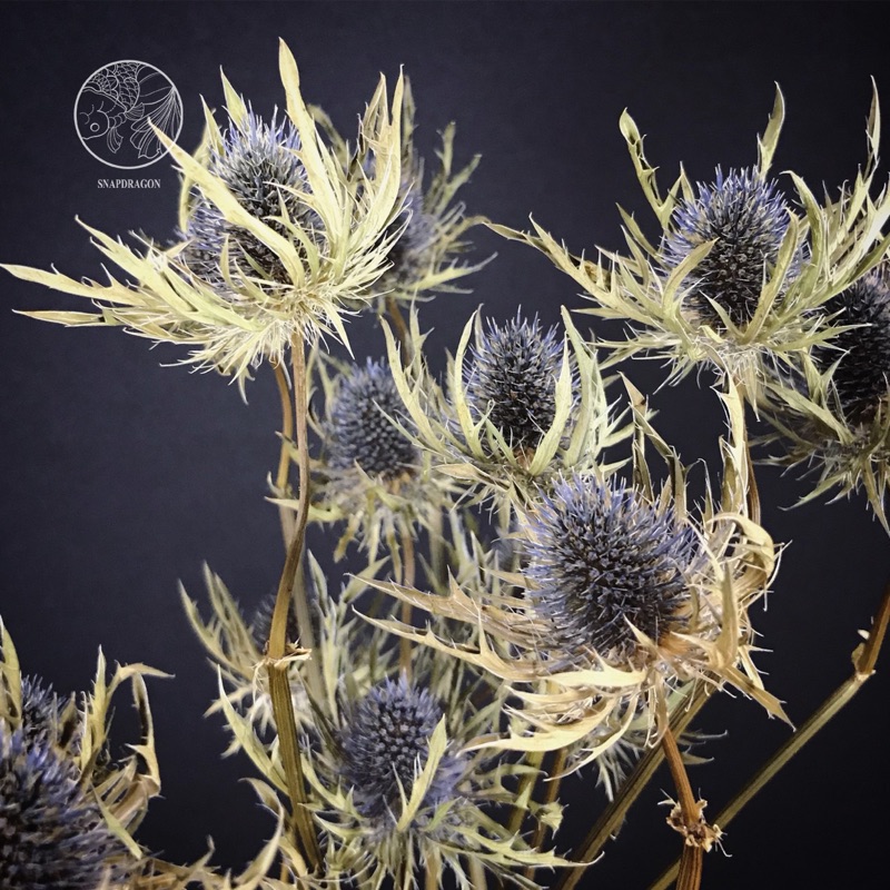 紫荊乾燥花材乾燥花材花藝設計乾燥花diy 網拍佈置金魚草製花工作室 蝦皮購物