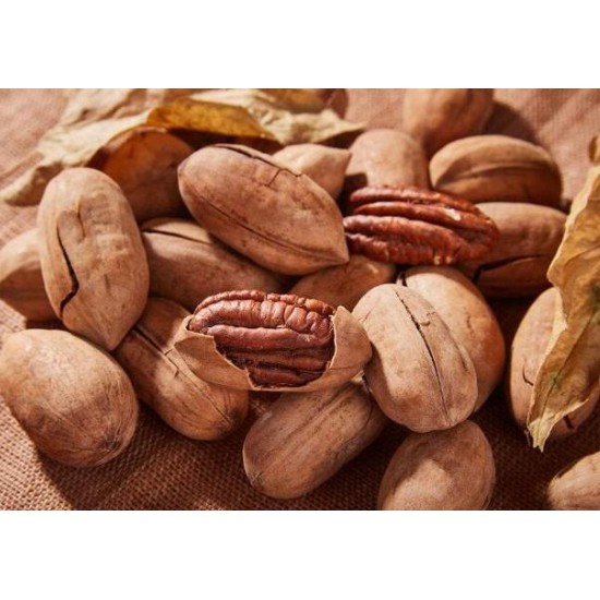 <五寶松鼠堅果雜貨舖>生帶殼碧根果長壽果美國山核胡桃*松鼠飛鼠大赤鼯鼠磨牙零食*