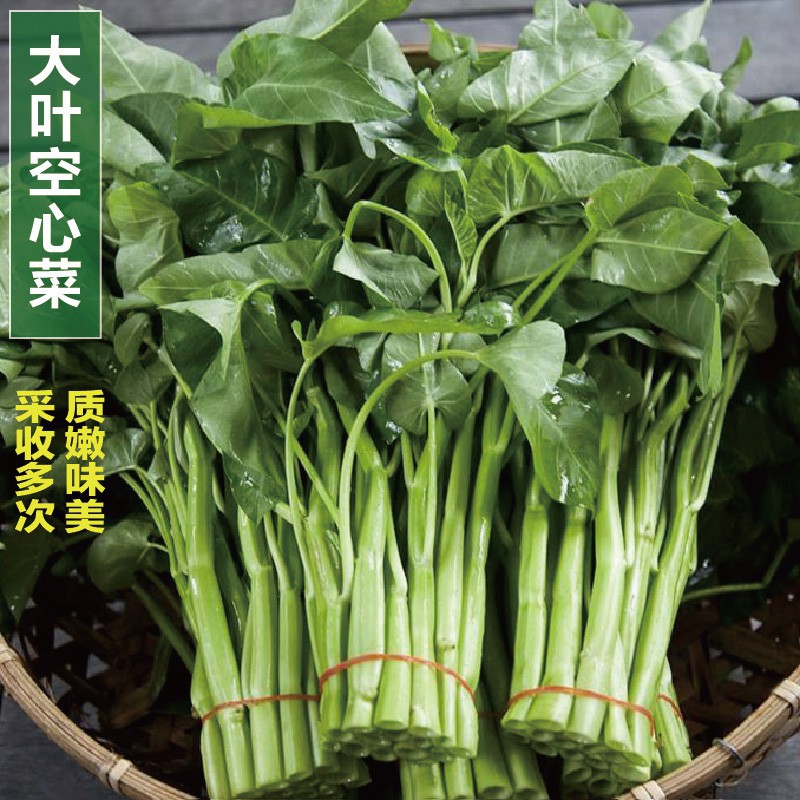 種苗 種子供貨商行 精緻菜園種子空心菜種籽夏播蔬菜種子四季播大葉空心菜種子家庭菜園基地大田用熱賣新種發芽率高 蝦皮購物