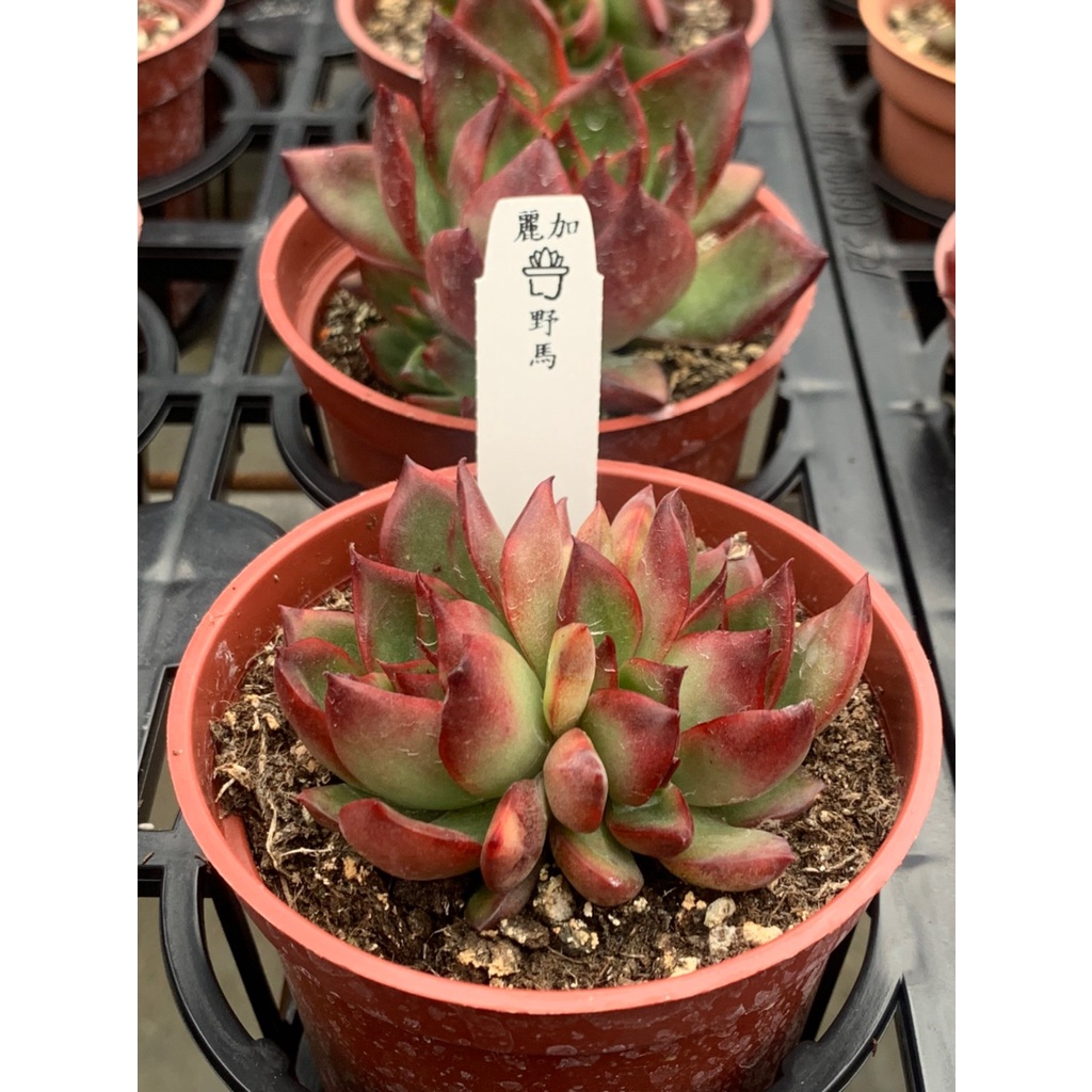 麗加 多肉植物 野馬 紅葉背系列景天 蝦皮購物