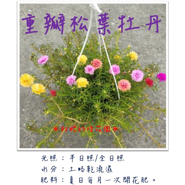 ✽ 邦妮的後花園 ✽ 重瓣松葉牡丹 (混色)  6吋吊盆 (超取限3盆內)