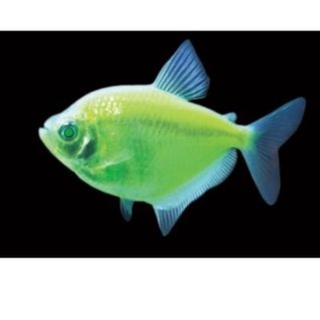 魚金 優惠推薦 22年8月 蝦皮購物台灣