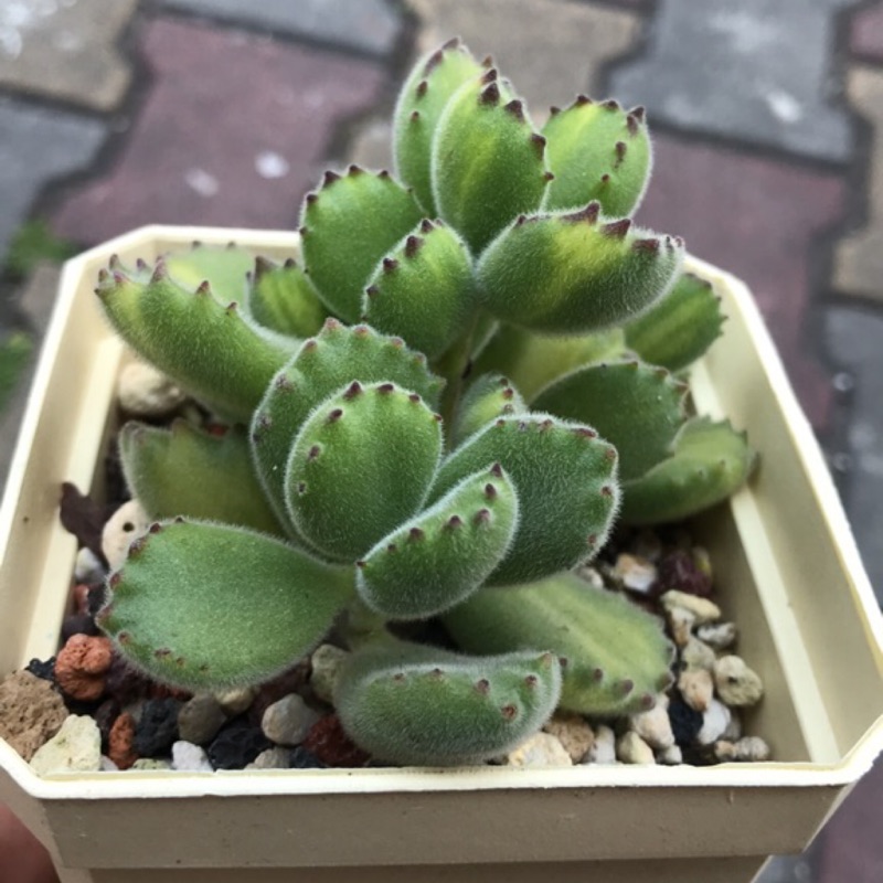 F S雜貨森林 熊童子黃熊多肉植物多肉盆栽組陶瓷盆多肉陶瓷桌面盆栽花盆婚禮佈置多肉植物園藝 蝦皮購物