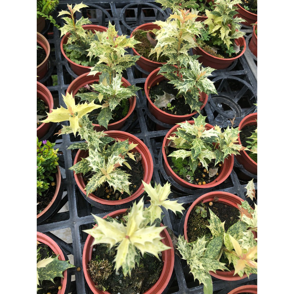 花田厝_圍籬植物--斑葉刺葉冬青--葉色亮麗 葉型動人3吋盆高5-10cm