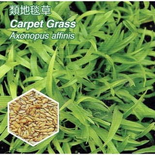 免運費 類地毯草【草種子】國外進口 發芽率高 (粉衣種子) 愛芬地毯草種子 多年生草籽 5公斤