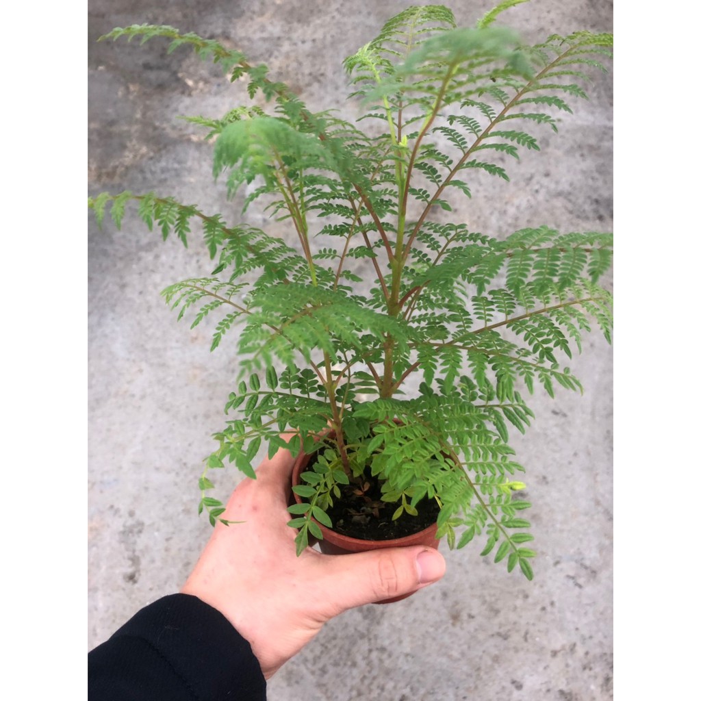 Yo喲農場藍花楹 3吋 5吋 蝦皮購物