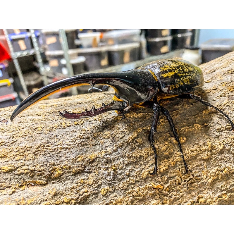 昆虫の標本 蝶の標本 １４匹セット ブラックorホワイトフレーム ３dタイプ