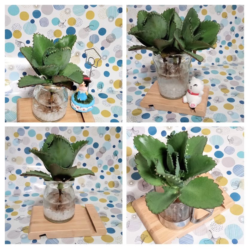蕾絲姑娘 多肉植物 水培 水耕苗 好照顧 簡單 乾淨 裸根 全館購物不含運費滿150元才出貨 蝦皮購物