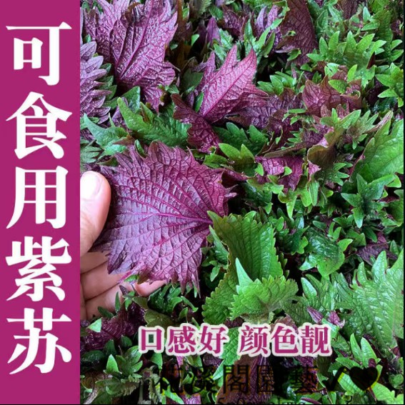 紫蘇菜種子 野菜特種蔬菜 綠蘇子赤蘇紅蘇香蘇種 籽驅蚊盆栽種籽 蝦皮購物