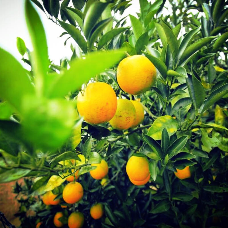 2016 有機 超甜 柳橙 柳丁 柳橙的故鄉 自然 天然工法