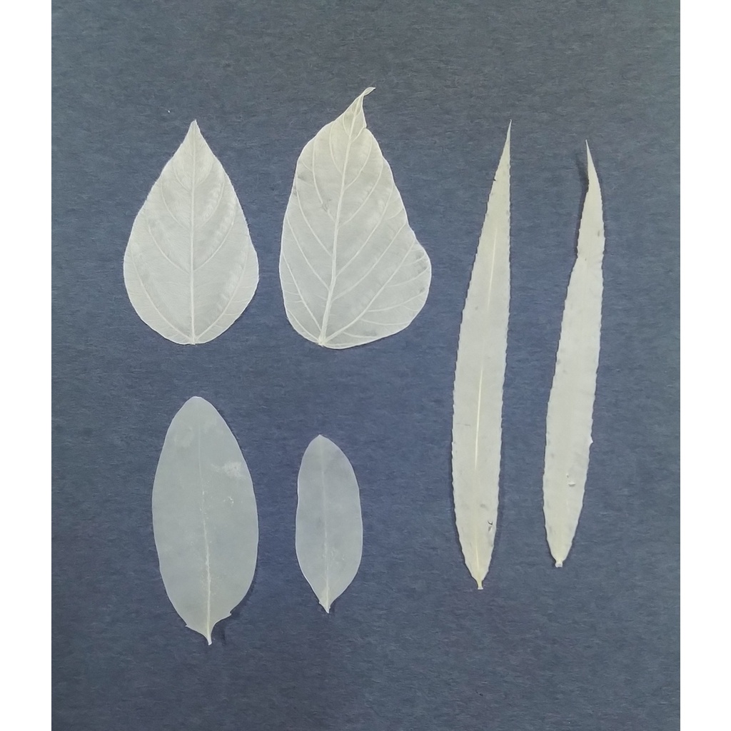 乾燥花 押花材料 漂白葉 天然植物標本 手作diy 押花畫材料