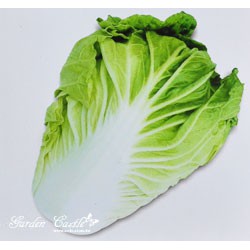 結球白菜(大白菜)~Chinese Cabbage