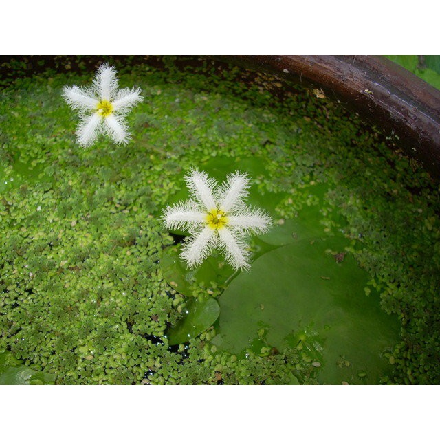 印度莕菜~好種易活 清涼綠意~水生植物系列