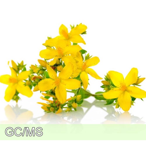St. John's Wort-聖約翰草 純精油 (不是浸泡油)