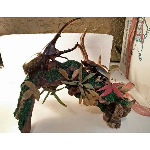 回憶集 旗艦作 生生不息 Dynastes Hercules 長戟大兜蟲乾燥葉植物種子枯木甲蟲昆蟲生態動態造景標本 蝦皮購物
