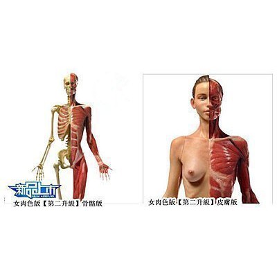 Denny 女藝用人體解剖模型cg設計美術醫學肌肉骨骼結構可脫手辦60cm 蝦皮購物