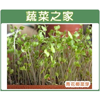 00j03 青花菜芽菜種子1克裝 青花椰菜芽 蝦皮購物