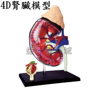 益智城《 腎臟模型 4D人體模型 4D器官模型 DIY模型/ 生物教具/4D腎模型/4D MASTER 》4D 腎臟模型