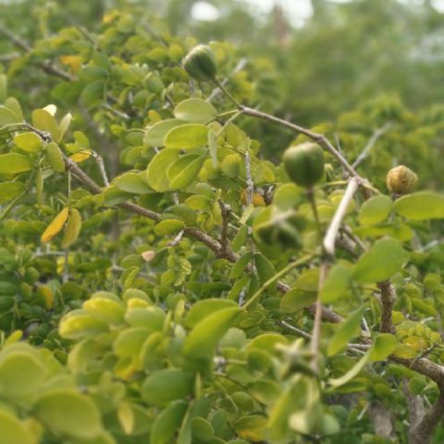悠悅植物園 綠檀神聖癒創木自產種子10粒 蝦皮購物