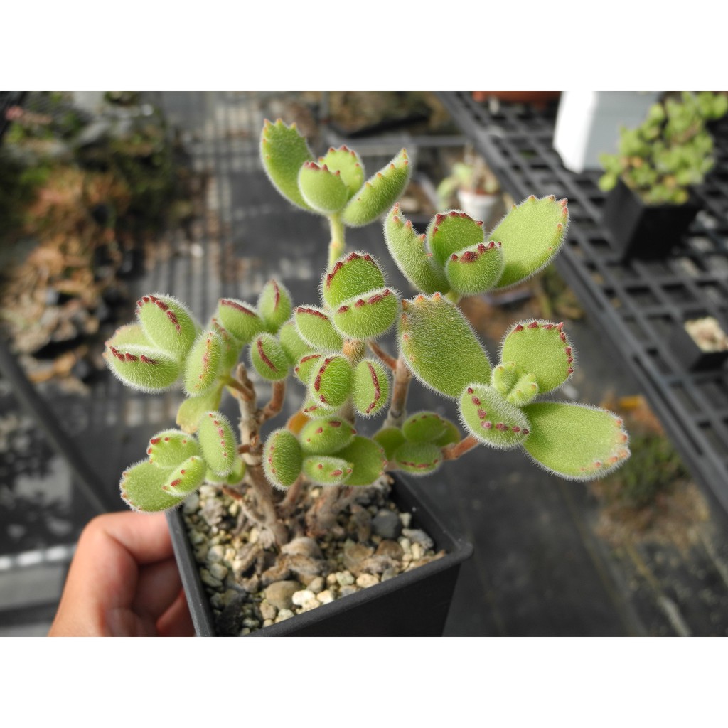 熊童子綠熊熊掌老欉景天科cotyledon 多肉植物詠詠多肉 蝦皮購物